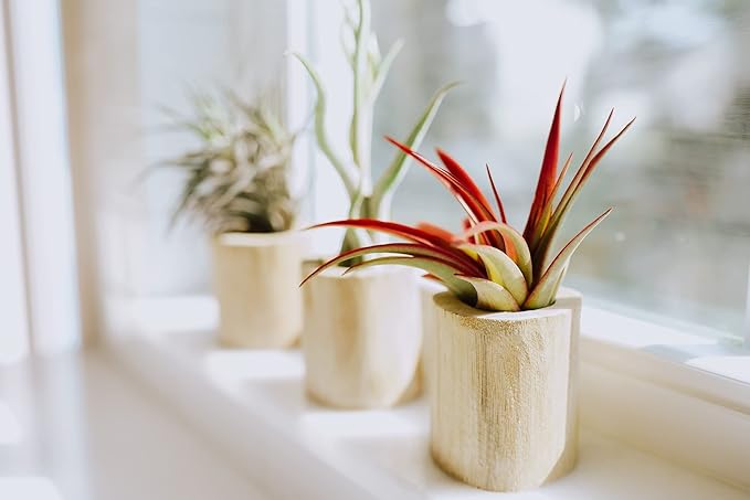 Air Plant Shop 5 Pack Large Bulbosa Belize Air Plants - Succulents - Live Tillandsia - Easy Care Indoor and Outdoor House Plants