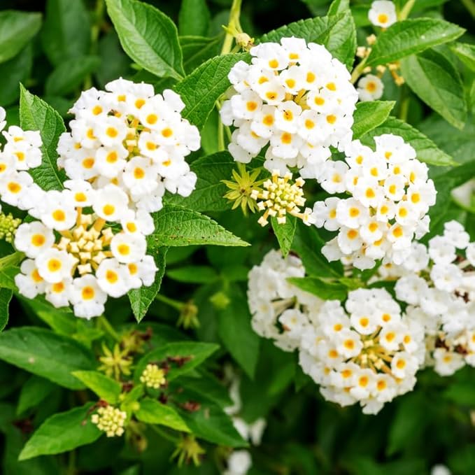 Pack 2 Lantana Live Plants Well Rooted, White Blooms Perennial, Lantana Shrub Starter 4-8 Inches