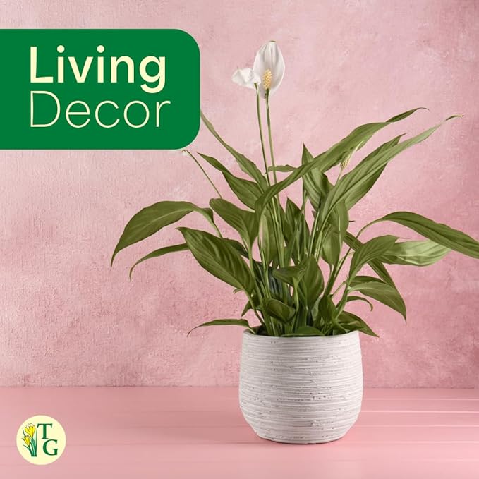 Thorsen's Greenhouse Live Peace Lily Plant, Spathyphylum, Low Light, Natural Air Purifier Live Indoor Plant, 6" Diameter Pot (Growers Pot, 6-inch Pot)