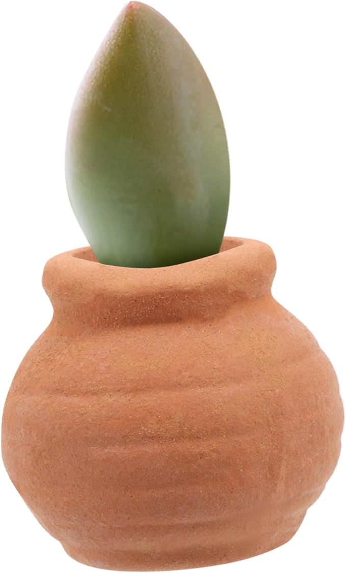 Milisten 8pcs Small Terracotta Pots Indoor Use Miniature Clay Pots Tiny Pottery Planter for Succulent Plants and Desktop Decoration