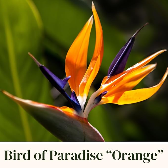 Bird of Paradise Plants Live (4-Pack), Strelitzia Plants with Perennial Orange Flowers, Indoor/Outdoor Plants, Exotic Tropical Decor, Not Artificial, 6-10" Height. 2" Pot