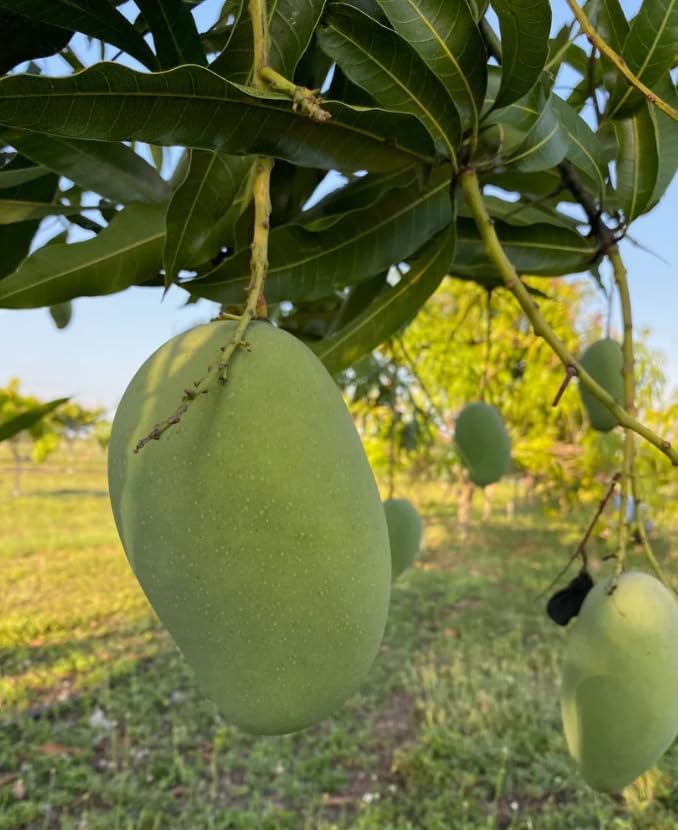 Mallika Mango Tree Live Plant for Planting – 3 to 4 Feet Tall in 3 Gallon Pot – Sweet Tropical Fruit Tree – No Ship to CA