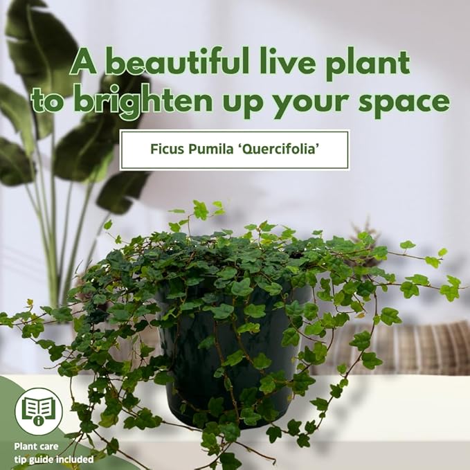 BubbleBlooms String of Frogs in a 4 inch Pot Ficus pumila Quercifolia, Oakleaf Creeping fig