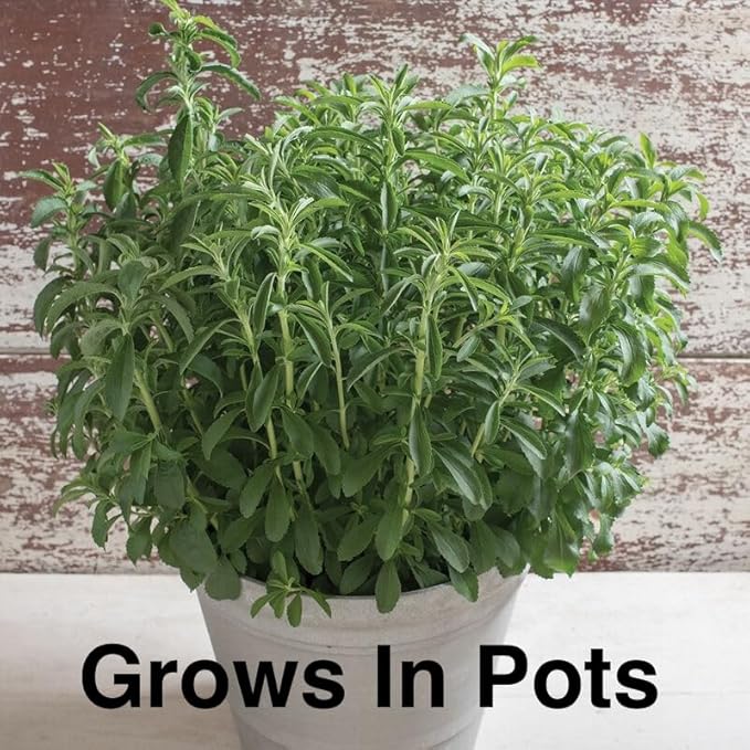 Live Stevia rebaudiana Plants, Sweet Leaf or Sugar Leaf, Natural Sugar Substitute Herb, Easy to Grow (4 stevia sacs)