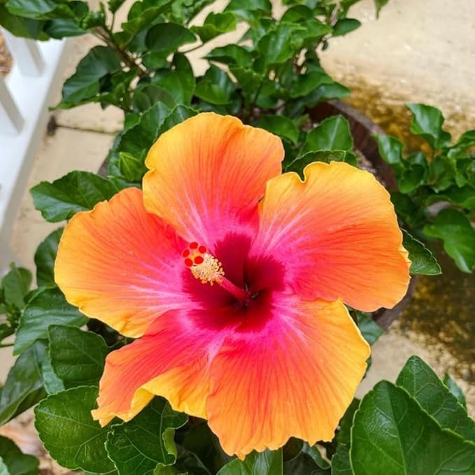 Hardy Hibiscus Plants Live, Sunset Hibiscus Plant, Hibiscus Live Plant, 8 to 10 Inc Tall Seedling