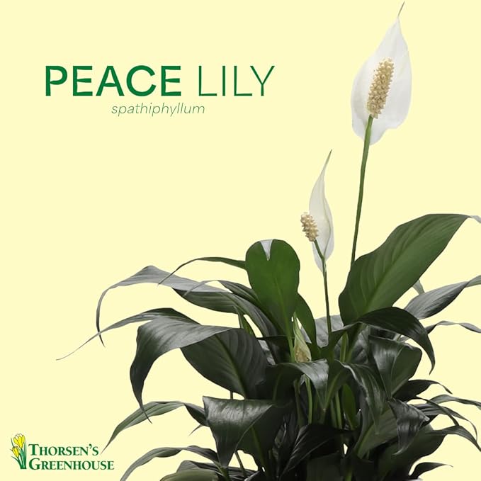 Thorsen's Greenhouse Live Peace Lily Plant, Spathyphylum, Low Light, Natural Air Purifier Live Indoor Plant, 4" Diameter Pot (Growers Pot, 4-inch Pot)