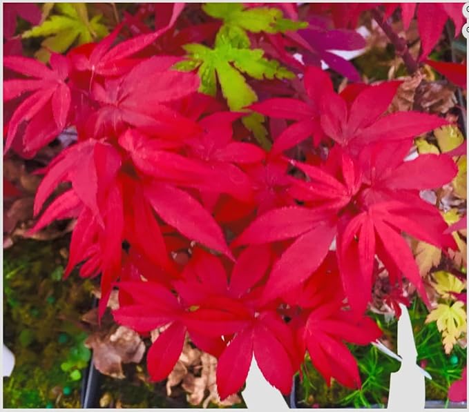 Little Red Dwarf Japanese Maple- Brick Red Leaves on a Tight Compact Maple 2 - Year Live Plant