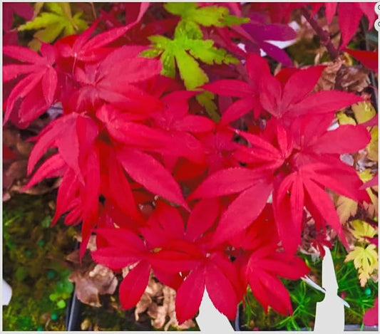 Little Red Dwarf Japanese Maple- Brick Red Leaves on a Tight Compact Maple 2 - Year Live Plant