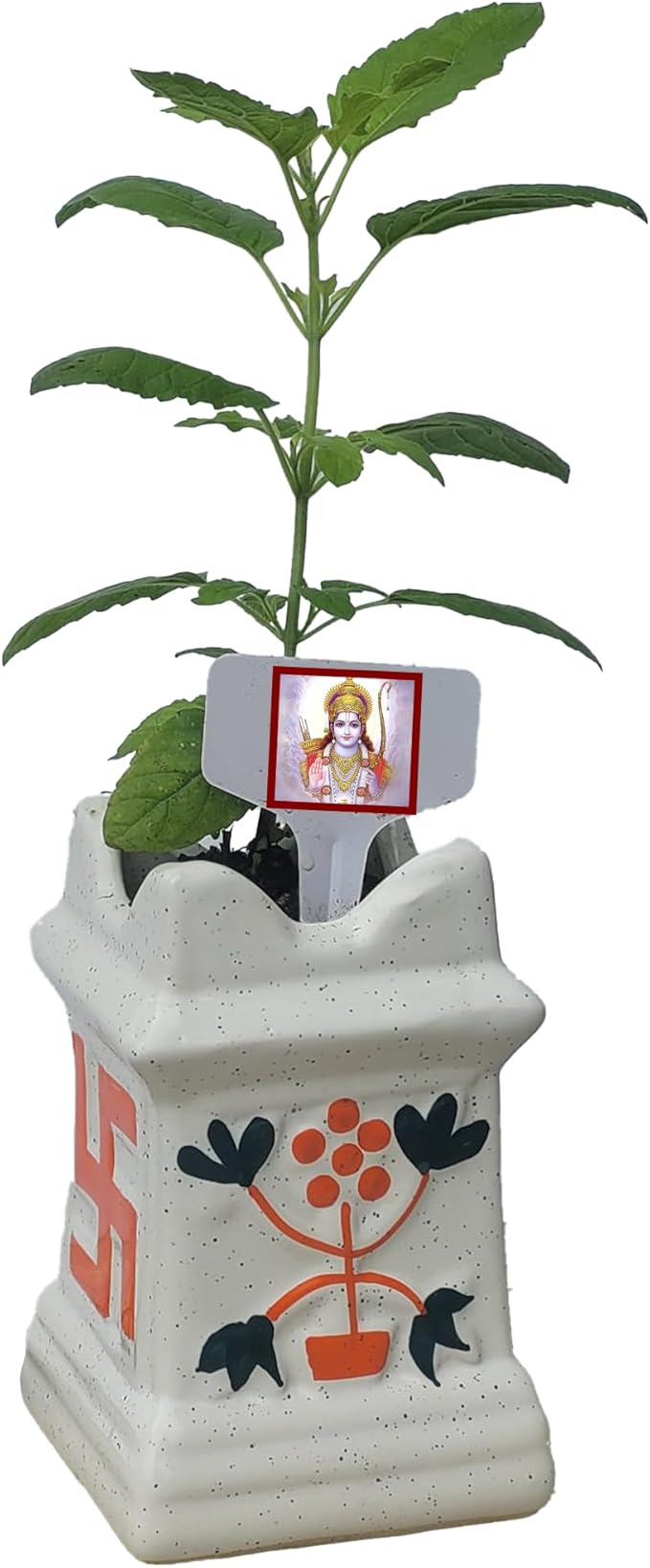 Generic Ceramic Pot Plus Live Rama Tulsi Plant. Fresh, Edible. Easy Grow. Indoor/Outdoor. (1 Rama Tulsi in Pot)