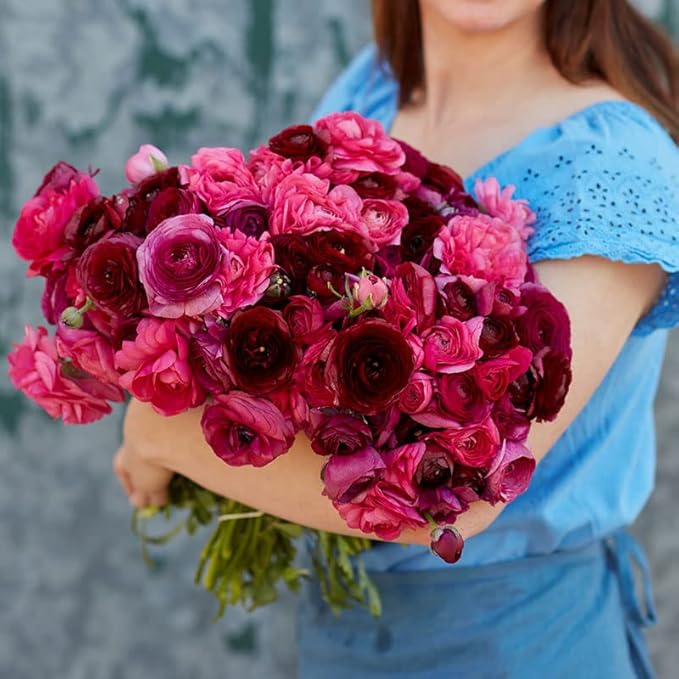 Ranunculus Bulbs - Vineyard Mix - 40 Bulbs - Mixed Flower Bulbs, Corm Attracts Bees, Attracts Pollinators, Easy to Maintain & Grow, Fragrant, Container Garden