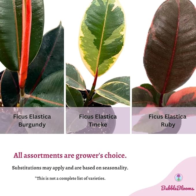 BubbleBlooms Ficus elastica Assortment in a 4 inch Pot Variegated Rubberplant Variety, Dark and White Rubber Plant