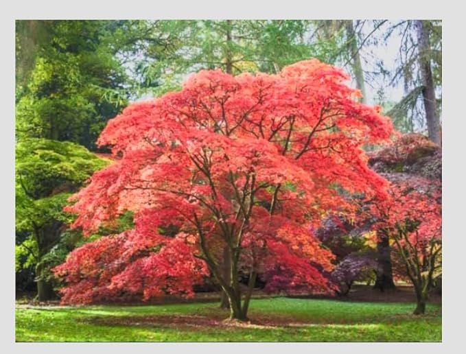 BLOODGOOD Red Japanese Maple Tree - 2 Year Live Plant - Acer palmatum 'Bloodgood'
