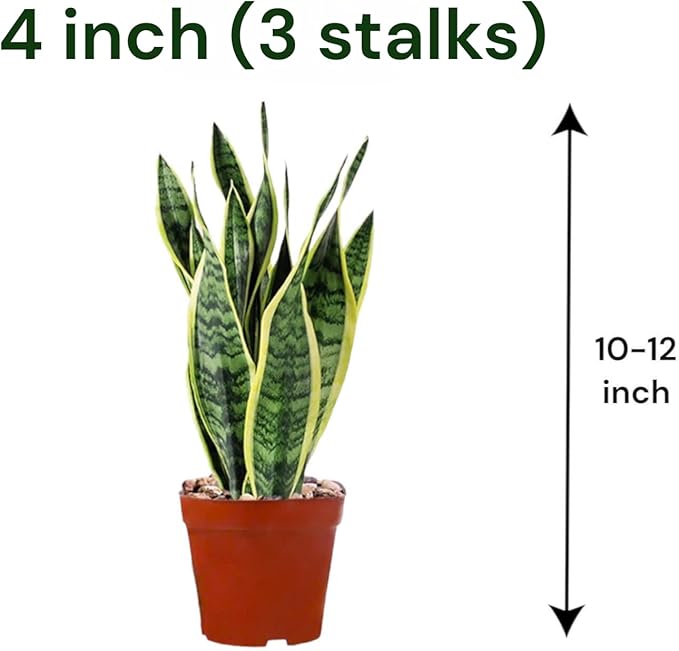 Snake Plants (Live & Rooted) 4/6/8" - Mother in Law Tongue - Sansevieria Laurentii Indoor Live Houseplant Gift Air Purifying - Low Light (6")
