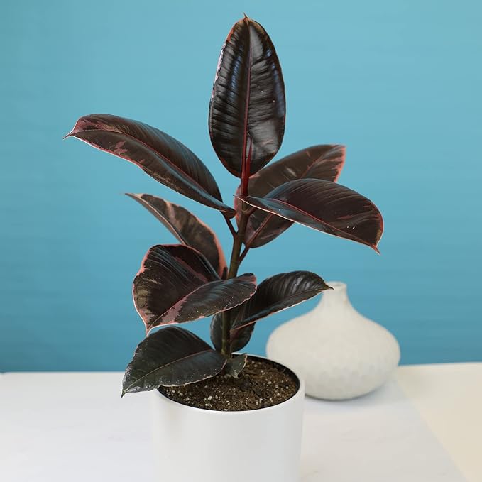 Variegated Ficus 'Ruby' Rubber Plant in 6" Grower Pot, Real Houseplants for Home or Office, Easy to Grow Live Houseplants by Plants for Pets