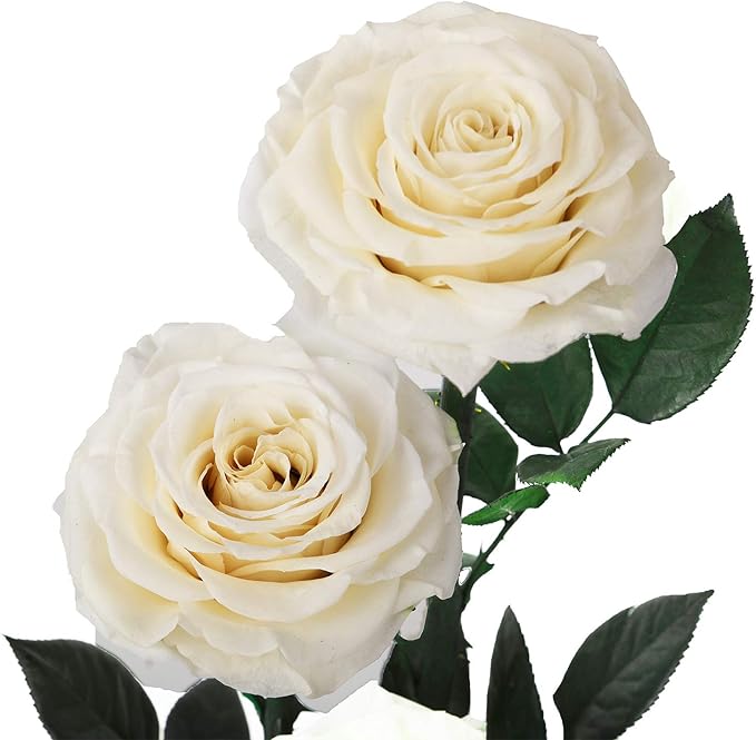 White Roses Handmade Preserved Rose in Glass Dome, Preserved Flowers Never Withered, Birthday Gifts for Women (13 inch)