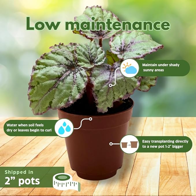 BubbleBlooms Begonia Rex Assortment, in 2 inch pots, Set of 3, Tiny Mini Pixie Plant Begonia Variety Pack