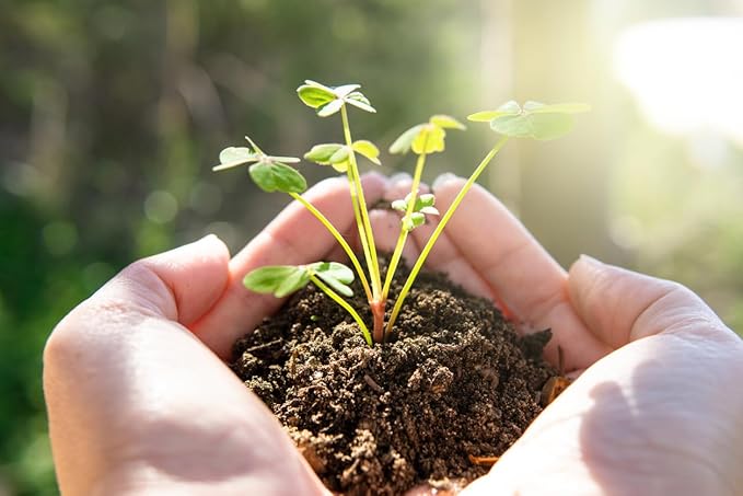1000 Dazzler Red Cosmos Seeds - Long Blooming