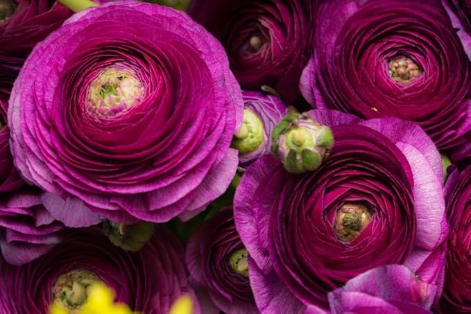 Purple Ranunculus Bulbs for Planting - Stunning Color and Long Lasting Blooms, Easy to Grow (20 Bulbs)