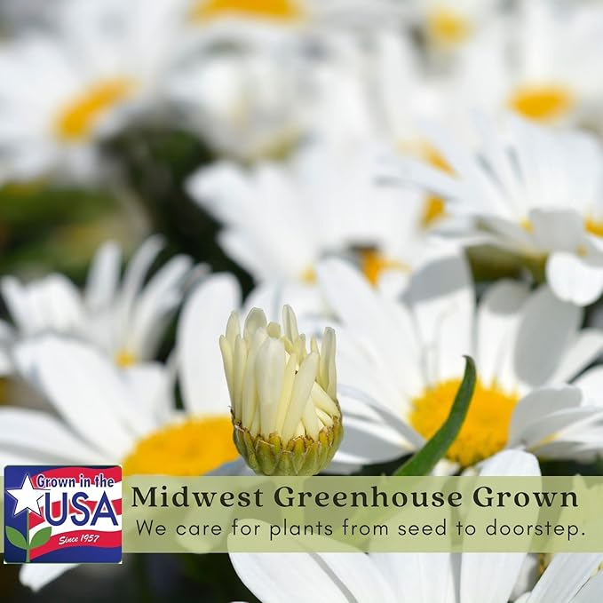 Clovers Garden Shasta Daisy (Leucanthemum) Plants – Two (2) Live Plants – Non-GMO - Not Seeds - Each 4" to 8" Tall – in 4" Inch Pots – Hardy Flowering Perennial, Pollinator Favorite