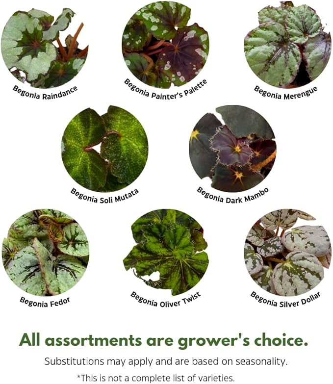 BubbleBlooms Begonia Rex Assortment, in 2 inch pots, Set of 3, Tiny Mini Pixie Plant Begonia Variety Pack