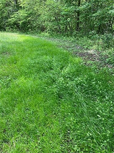 Shady Patch | All Year Deer Feeder | No Plow Food Plot Seed for Deer | Deer Food Plot Seed | White Clover Winfred Forage Brassica Rye Grass Rape Seeds | Plants 1/4 Acre | 5 lb Bag