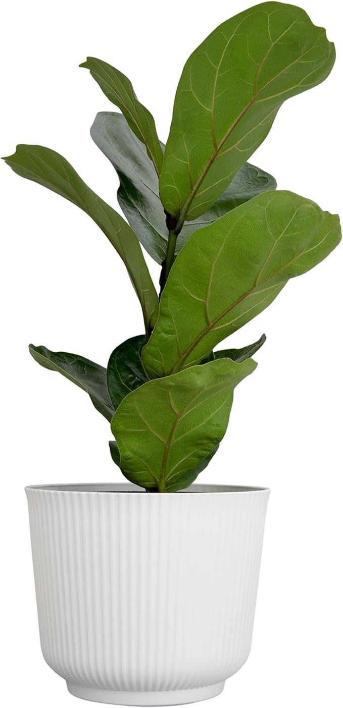 Live Fiddle Leaf Fig Tree Ficus, House Plant Decor in 6" White Pot, Easy Plant Gift, Live Ficus Tree, Real Office and Home Décor by Plants for Pets