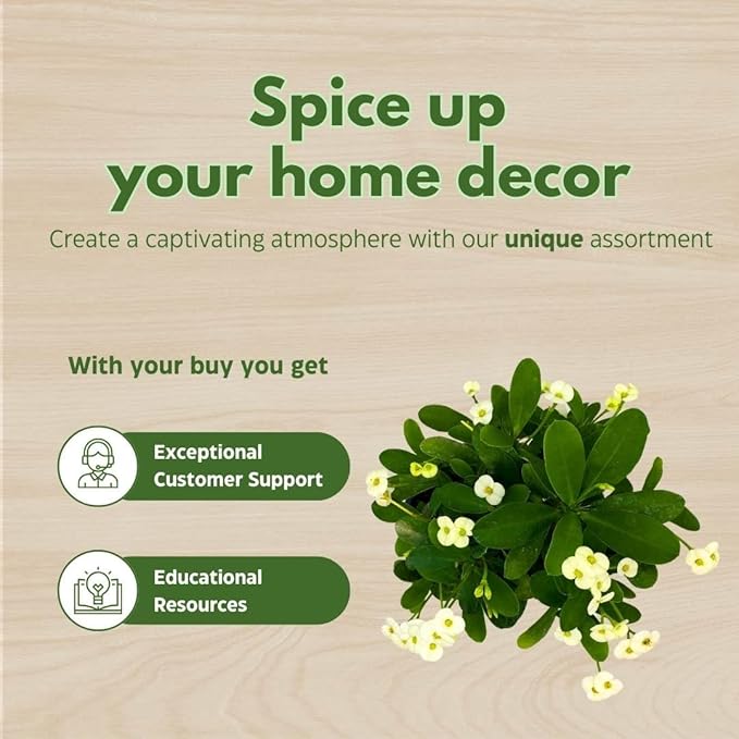 BubbleBlooms Crown of Thorns, Euphorbia milii Assortment, Set of 3 in 4 inch pots, Crown-of-Thorns Plant, Christ Thorn