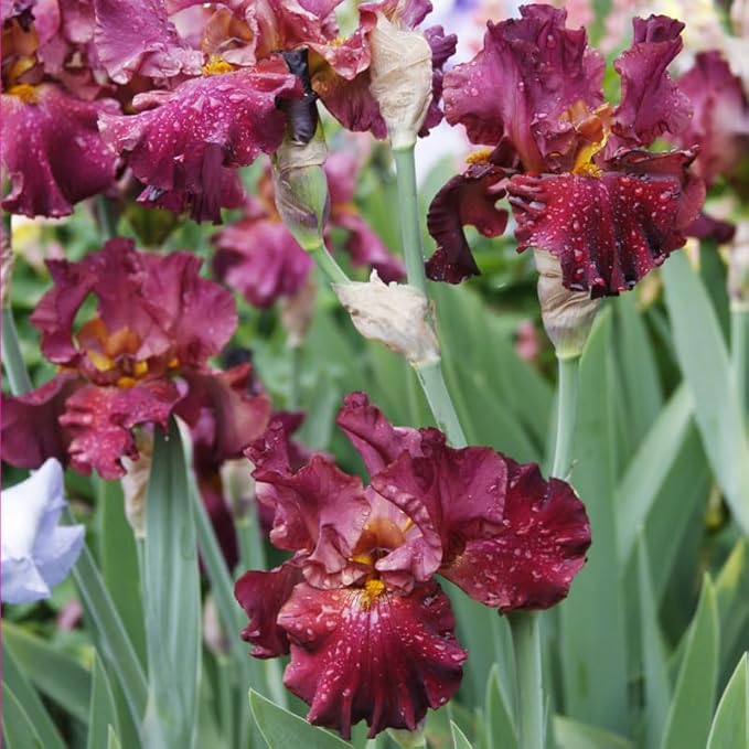 War Chief Bearded Iris Flower Bulbs - 1 Rhizome per Pack - Attracts Butterflies and Hummingbirds - Deer Resistant - Good as Cut Flowers - Naturalizing - Perennializing