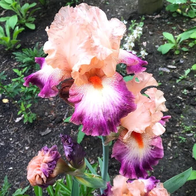 Come Away with Me Bearded Iris Flower Bulb - Attracts Butterflies and Hummingbirds - Deer Resistant - Good as Cut Flowers - Perennializing - Easy to Grow Live Plants - Outdoor Garden