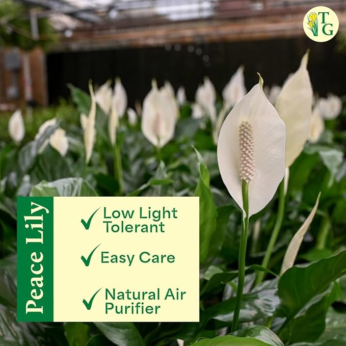 Live Peace Lily Plant, Spathyphylum, Low Light, Live Indoor Plant, 4" Diameter Pot