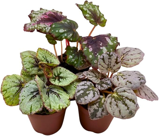 BubbleBlooms Begonia Rex Assortment, in 2 inch pots, Set of 3, Tiny Mini Pixie Plant Begonia Variety Pack