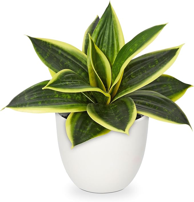 Hollyone Artificial Snake Plants 9" Faux Agave Succulent Plant Potted in White Pot Fake Sansevieria Aloe Tropical Plant for Desk Modern Office Home Bathroom Indoor Outdoor Decor