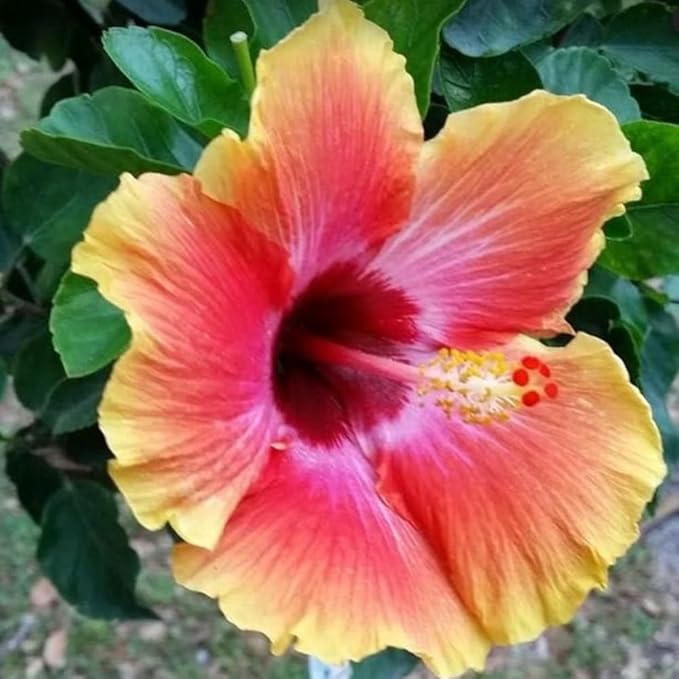 Hardy Hibiscus Plants Live, Sunset Hibiscus Plant, Hibiscus Live Plant, 8 to 10 Inc Tall Seedling