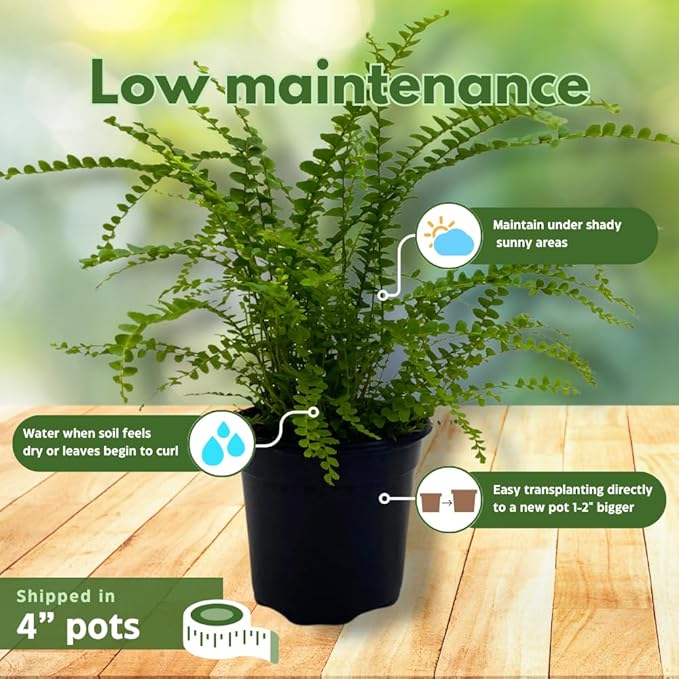 BubbleBlooms Fern Assortment Set, 6 Different Ferns in 4 inch pots, Grower's Choice May Include Staghorn, Asparagus, Club Moss, Heart-Fern, Rabbit's Foot