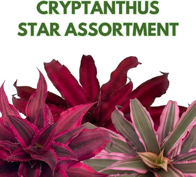 BubbleBlooms Cryptanthus bivittatus Assortment, Earth Star Bromeliad Set, 3 Different Succulents