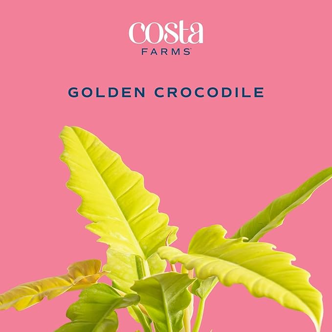 Costa Farms Philodendron Golden Crocodile Live Plant in Self Watering Pot, Air Purifying Indoor Houseplant, Home, Room, or Office Decor, House Warming or Birthday Gift, 12-18 Inches Tall