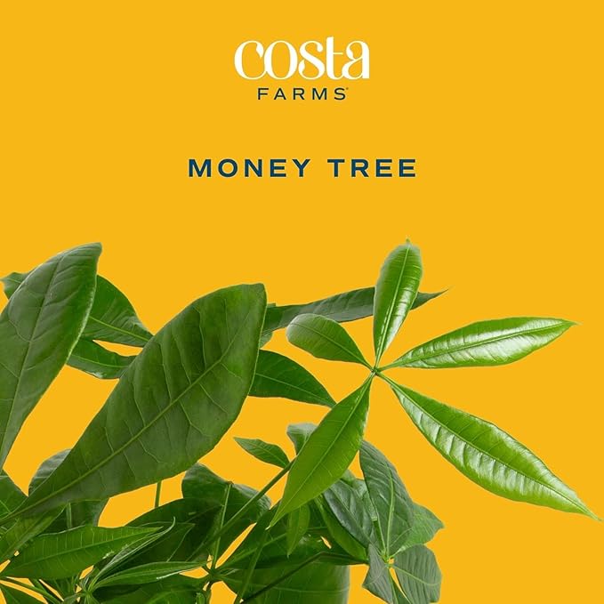 Costa Farms Money Tree Live Plant in Plastic Pot, Easy to Maintain, Large Indoor Houseplant, Perfect for Home, Room, or Office Decor, Great House Warming or Birthday Gift, 3-4 Feet