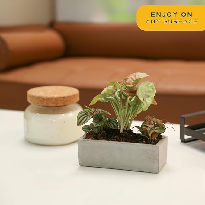 Costa Farms Mini Live Indoor Plants 2in Nursery Pot Easy to Grow Houseplant (3 Pack) 4-Inches Tall, Grower's Choice, Home Décor or DIY Gift