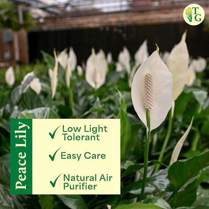 Thorsen's Greenhouse Live Peace Lily Plant, Spathyphylum, Low Light, Natural Air Purifier Live Indoor Plant, 4" Diameter Pot (Blush, 4-inch Pot)
