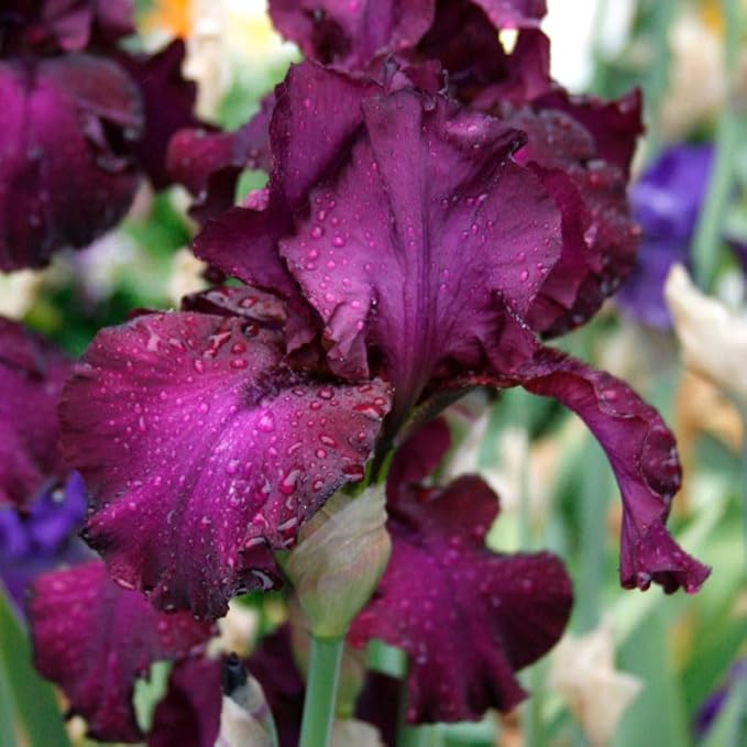 Berry Fulfilling Bearded Iris Flower Bulb - Attracts Butterflies and Hummingbirds - Deer Resistant - Good as Cut Flowers - Naturalizing - Perennializing - Easy to Grow Live Plants - Outdoor Garden