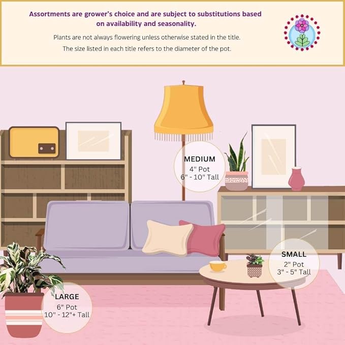 BubbleBlooms Harmony's Begonia Rex Assortment, Warm Summer Colors, 3 Different begonias in 4 inch pots