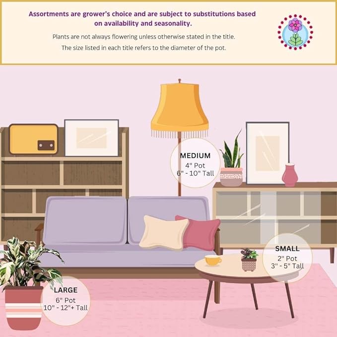 BubbleBlooms Philodendron Micans Hederaceum in a 4 inch Pot Heart-Leaf Philo, Sweetheart Plant