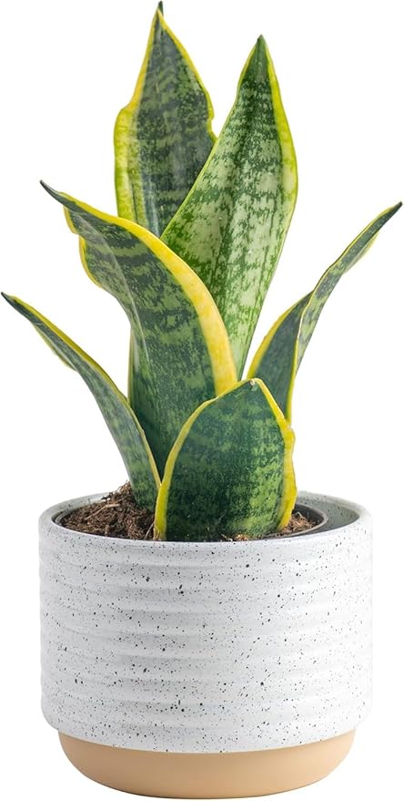 Costa Farms Sansevieria Snake Live Indoor Plant, 8-Inch Tall, Grower's Choice, White-Natural Décor Planter