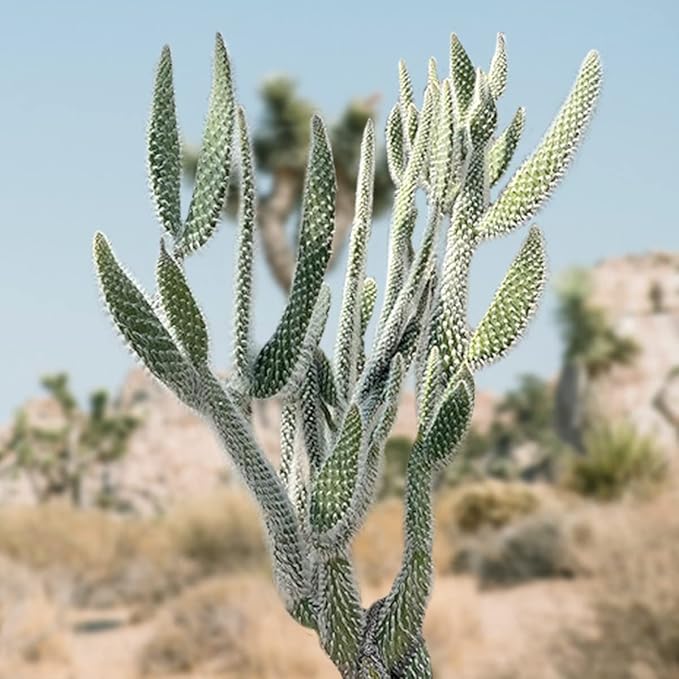 Cactus Outlet - Snow White Prickly Pear Cactus Plants Live - Live Cactus Plants - Snow White Cactus - Prickly Pear Plant Live - Landscape Ready Cactus Plants Live Delivered Right to Your Door
