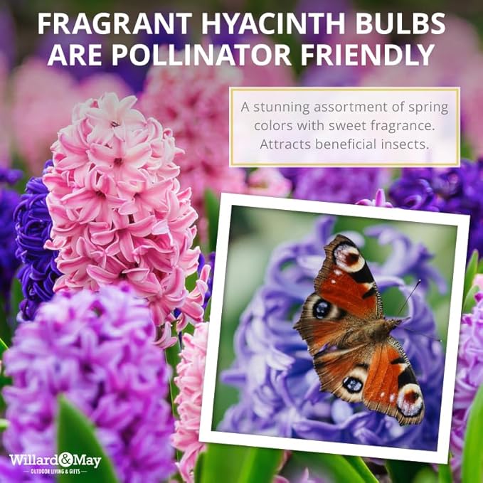 50 Mixed Hyacinth Bulbs – Fragrant Spring Flowers in Assorted Colors – Ideal for Beds & Containers – Bulk of Spring-Blooming Flowers – Easy Fall Planting - Plant in Gardens & Borders - Willard & May