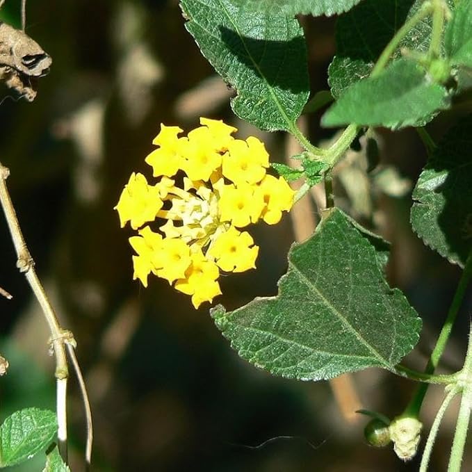 Lantana Plants Live - Yellow Lantana Lola Pack of 3 Live Plants for Planting - 4-6 Inches Tall - Attracts Butterflies, Perfect for Containers & Garden Beds, Low Maintenance