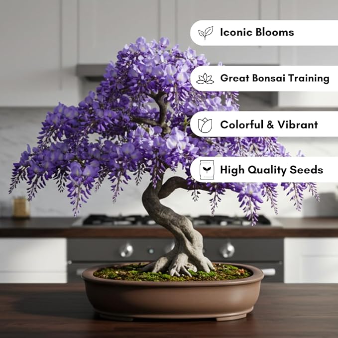 Chinese Wisteria Bonsai Tree Seedling for Planting - 1 Year Old Well Rooted Seedling