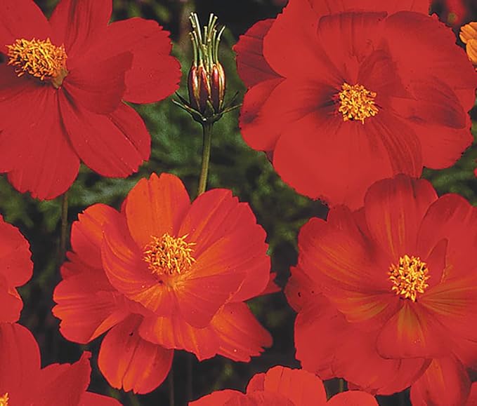 Red Crest Cosmos - Long Blooming Season