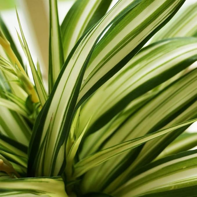 American Plant Exchange Spider Plant – 6-Inch Pot – Live Easy Care Indoor Houseplant, Air-Purifying, Pet-Friendly, Fast-Growing Trailing Plant for Home, Office & Hanging Basket Décor