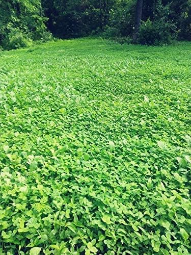 Clover/Chicory | Select Seed Blends | All Season Whitetail Deer & Turkey Perennial Food Plot Seed | Drought Resistant | Easiest Turkey & Deer Feeders | Plants 1 Acre | 5 lb Bag